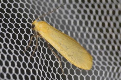 Wittia sororcula
