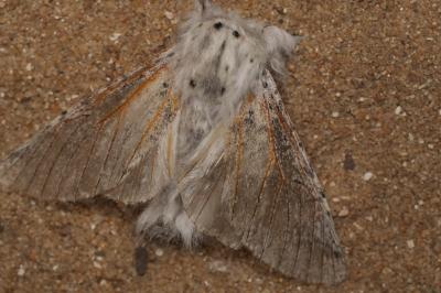 Cerura vinula