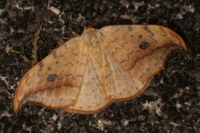 Drepana falcataria