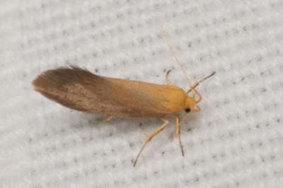 Crassa tinctella