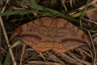 Drepana curvatula