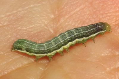 Orthosia gothica