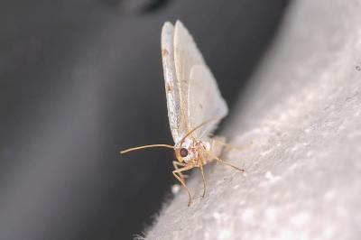 Lomographa bimaculata