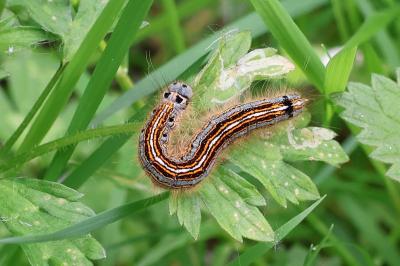 Malacosoma neustria
