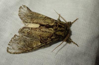 Peridea anceps