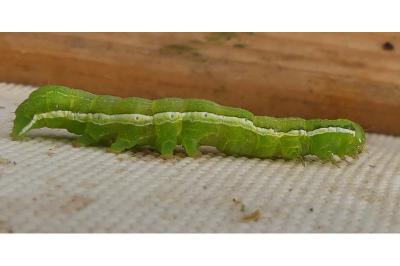 Orthosia gothica
