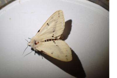 Spilarctia lutea