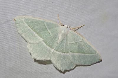 Campaea margaritaria