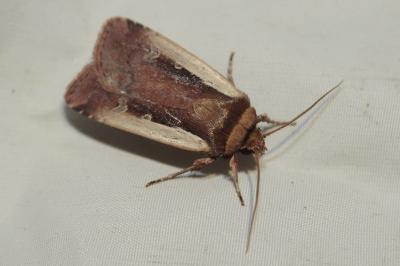 Ochropleura plecta