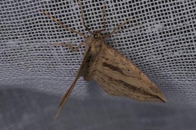 Orthonama vittata