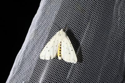 Spilosoma lubricipeda