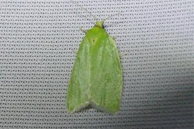 Tortrix viridana