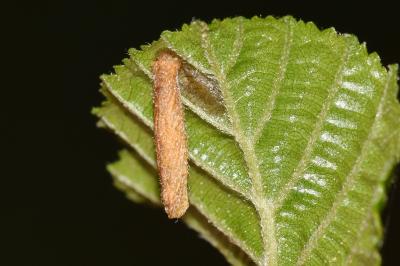 Coleophora serratella