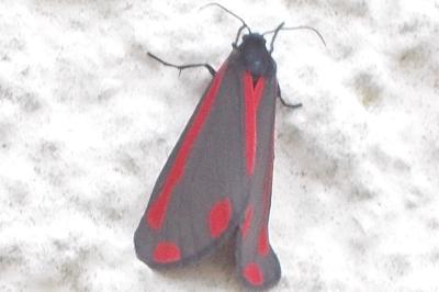 Tyria jacobaeae