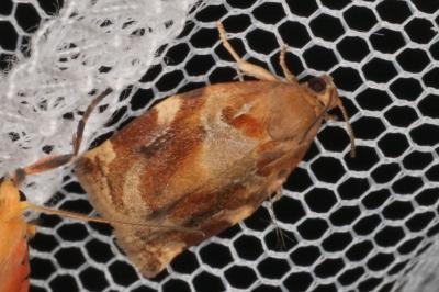 Archips xylosteana