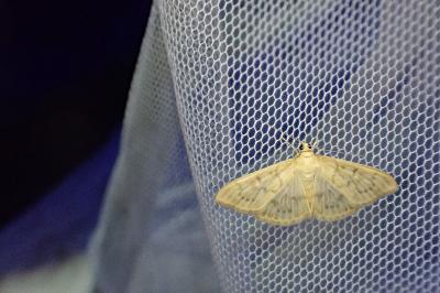 Patania ruralis