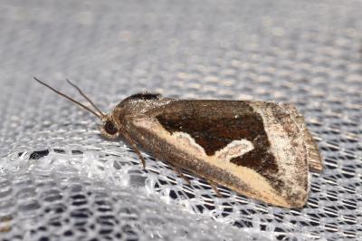Deltote uncula