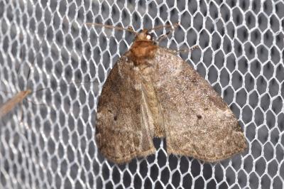 Ochropacha duplaris