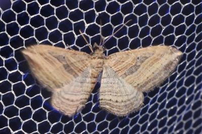 Costaconvexa polygrammata