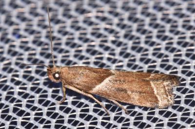 Nyctegretis lineana