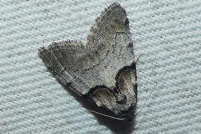 Nola cucullatella