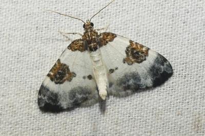 Plemyria rubiginata