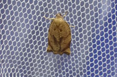 Archips crataegana
