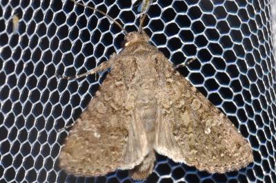 Sideridis turbida