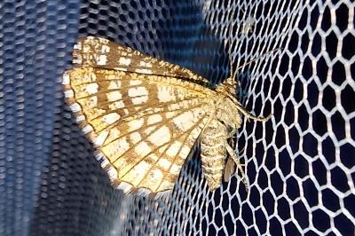Chiasmia clathrata