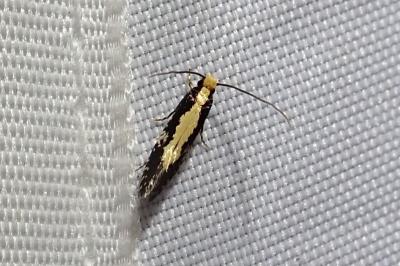 Monopis obviella