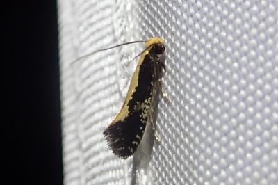 Monopis obviella