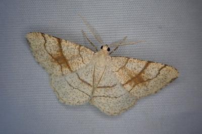 Adactylotis contaminaria