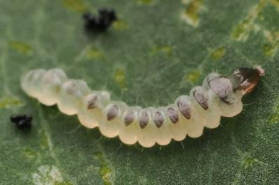 Phyllonorycter esperella