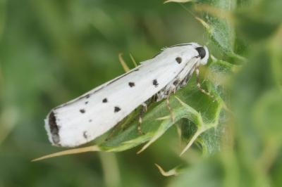 Myelois circumvoluta