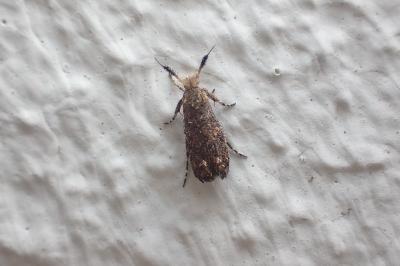 Ochsenheimeria taurella