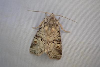 Brachylomia viminalis