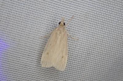 Eudonia pallida