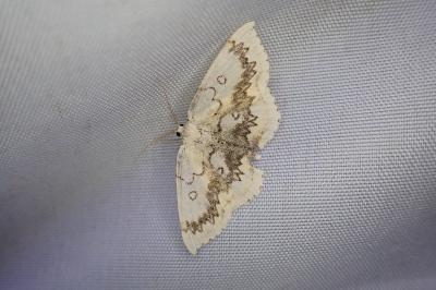 Cyclophora annularia