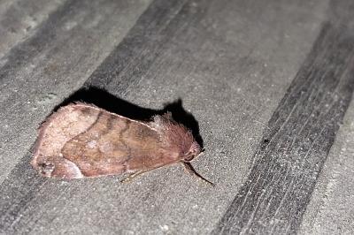 Cosmia pyralina