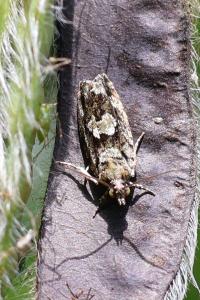 Zeiraphera isertana