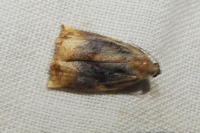 Archips podana