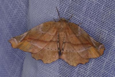 Apeira syringaria