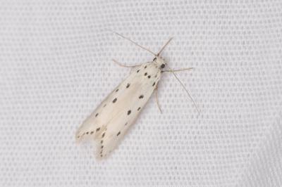 Ethmia terminella