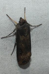 Agrotis ipsilon