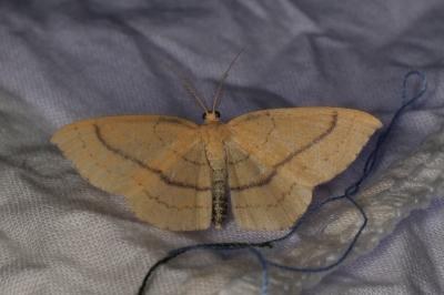 Cyclophora linearia