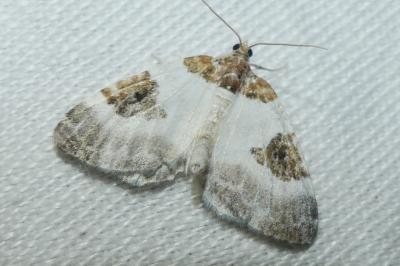 Plemyria rubiginata