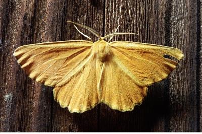 Angerona prunaria