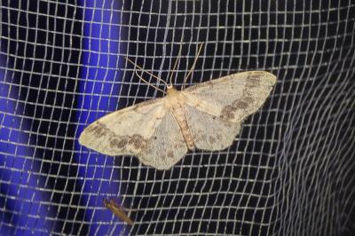 Idaea trigeminata