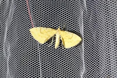 Gandaritis pyraliata