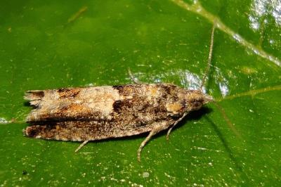 Epinotia immundana